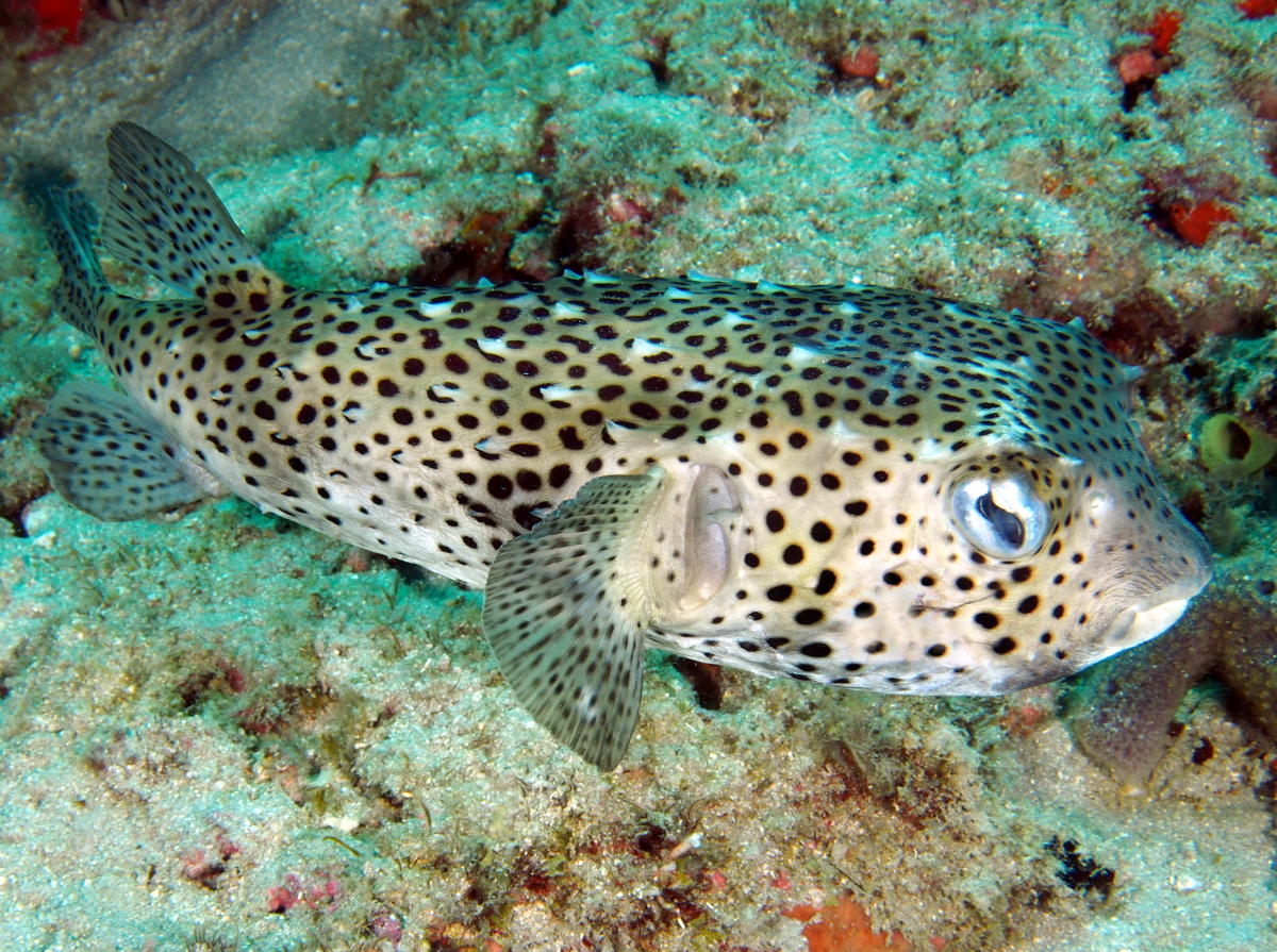 Spotfin Burrfish